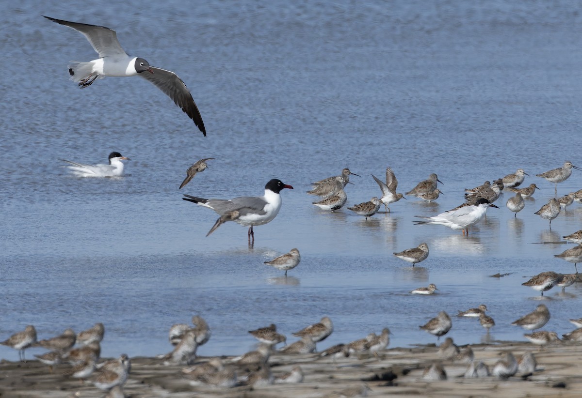 Laughing Gull - ML657275265