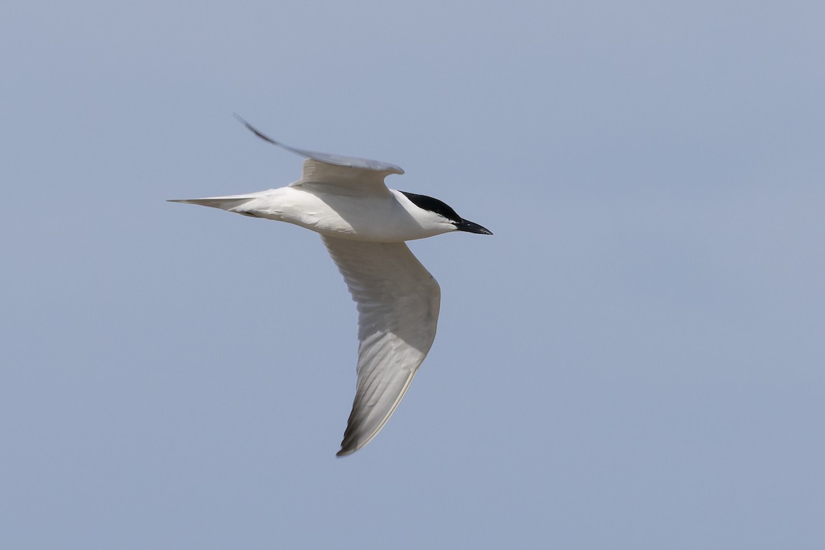 Gull-billed Tern - ML657275292