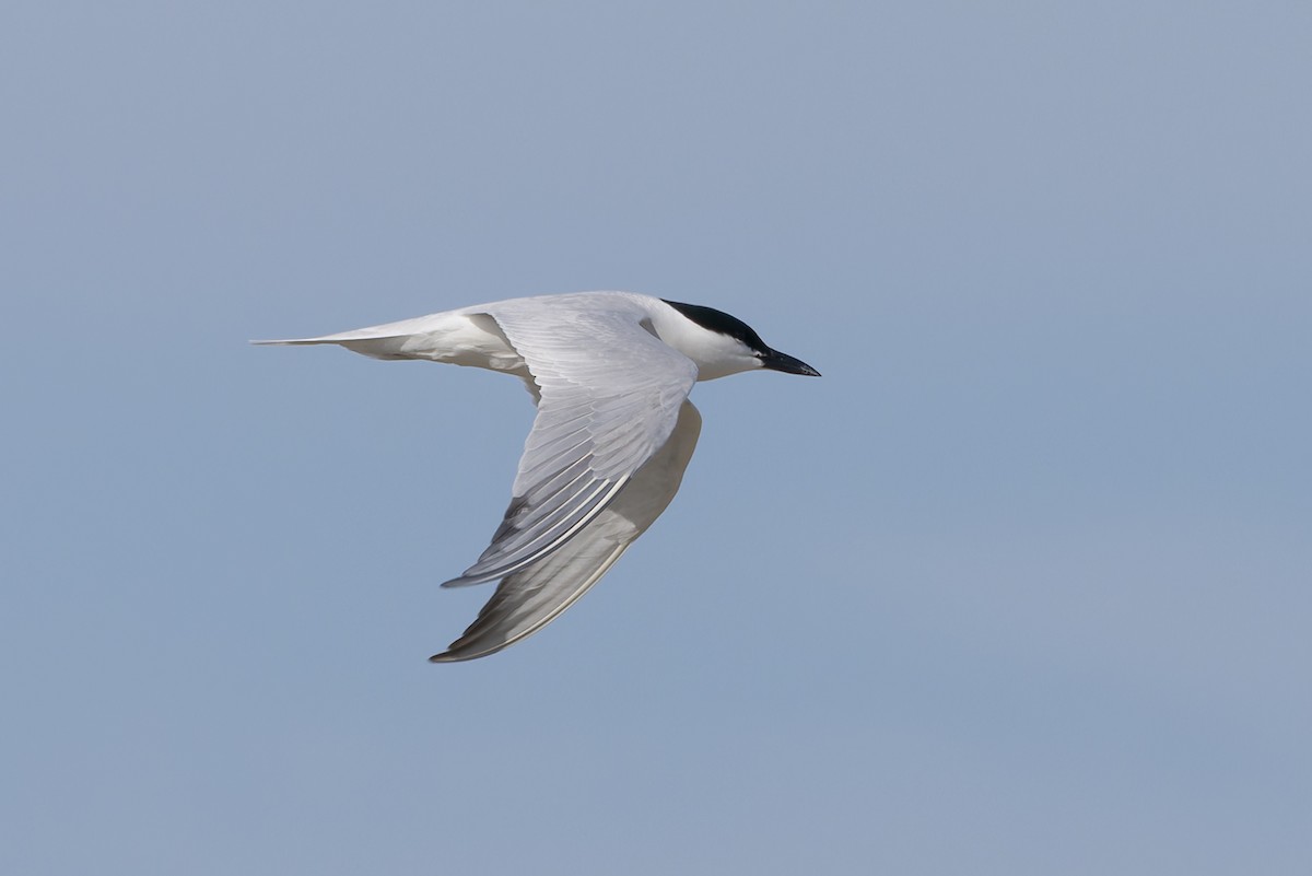 Gull-billed Tern - ML657275293