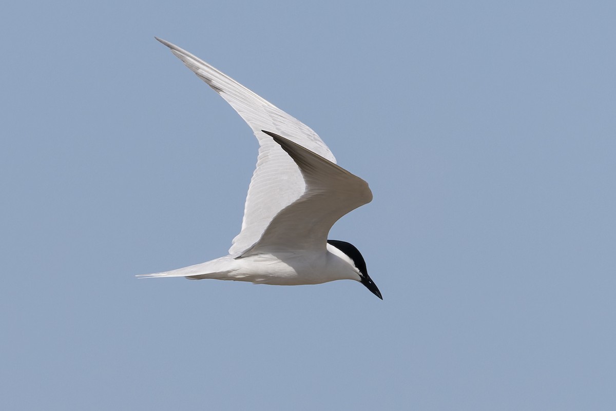 Gull-billed Tern - ML657275294