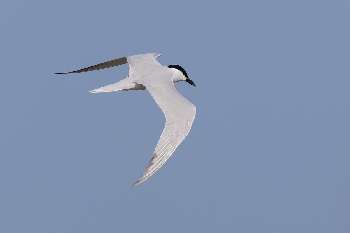 Gull-billed Tern - ML657275295