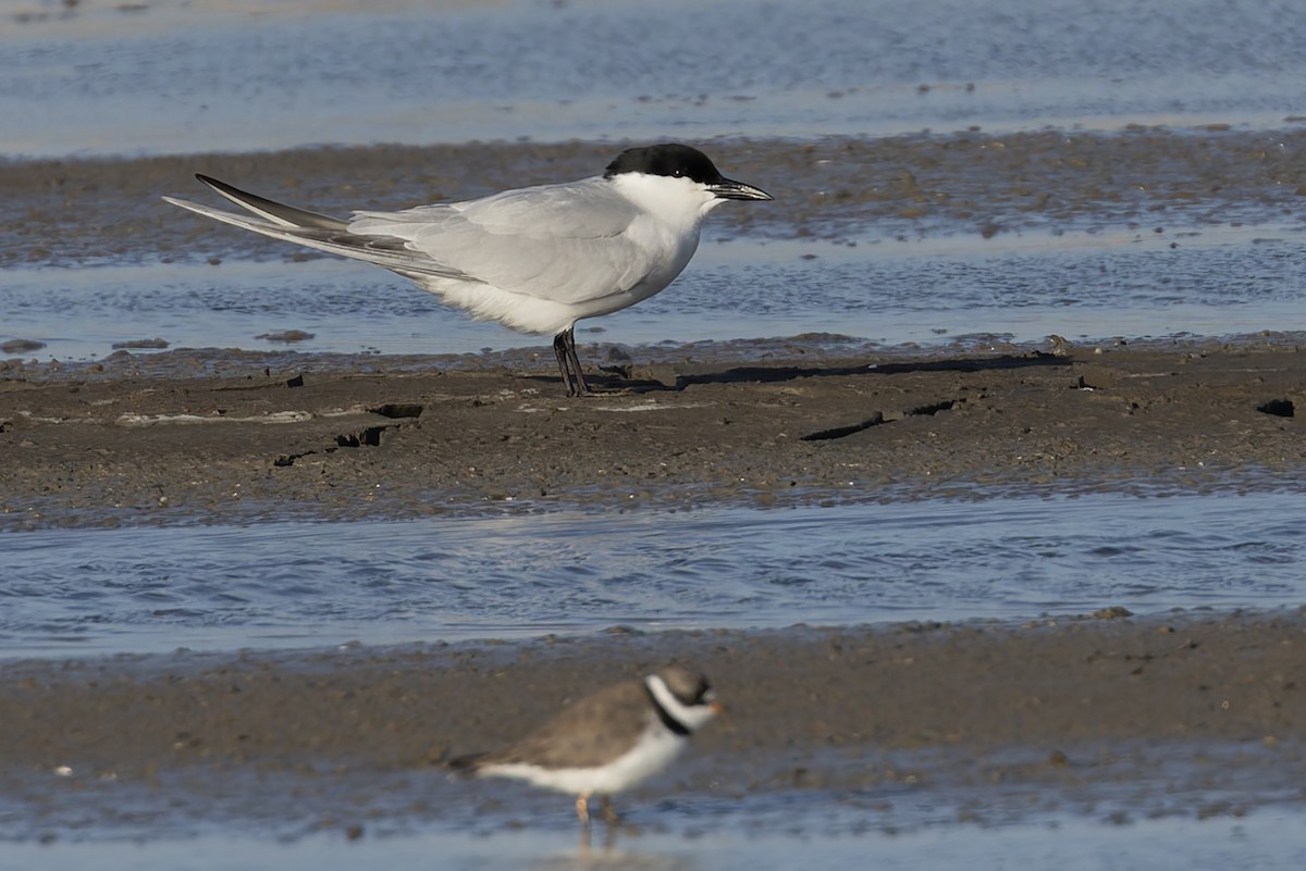 Gull-billed Tern - ML657275296