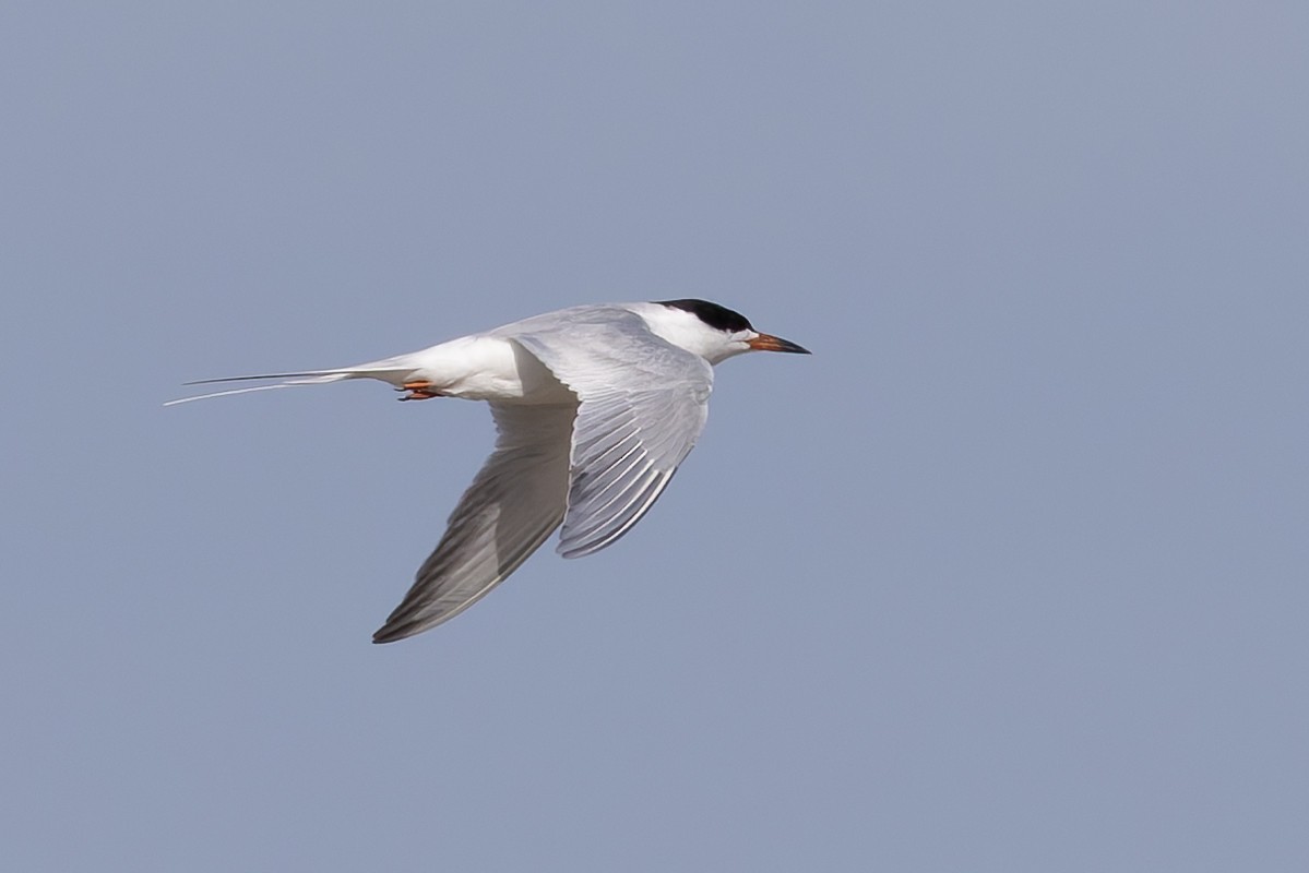 Forster's Tern - ML657275323