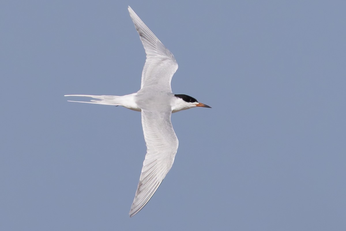 Forster's Tern - ML657275324