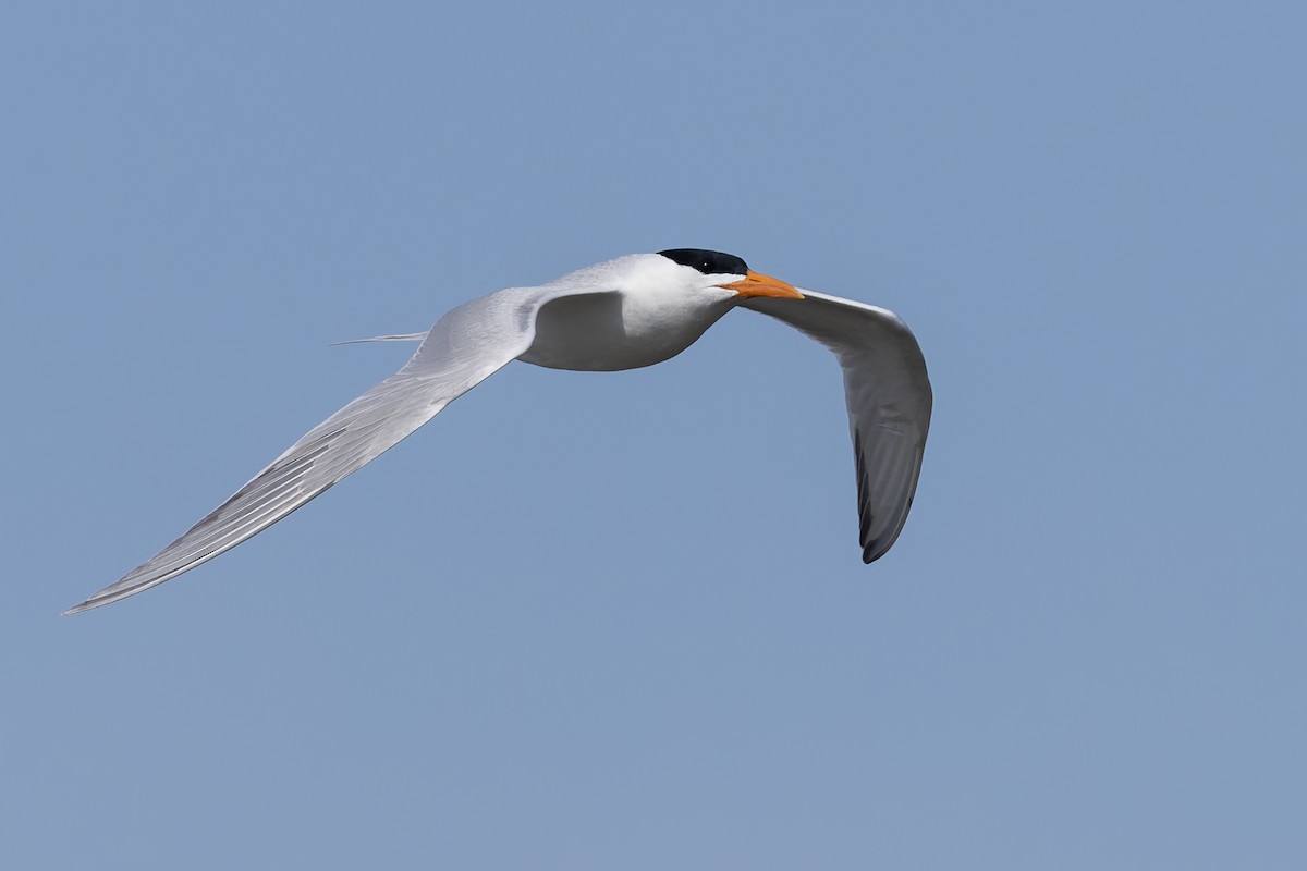 Royal Tern - ML657275332