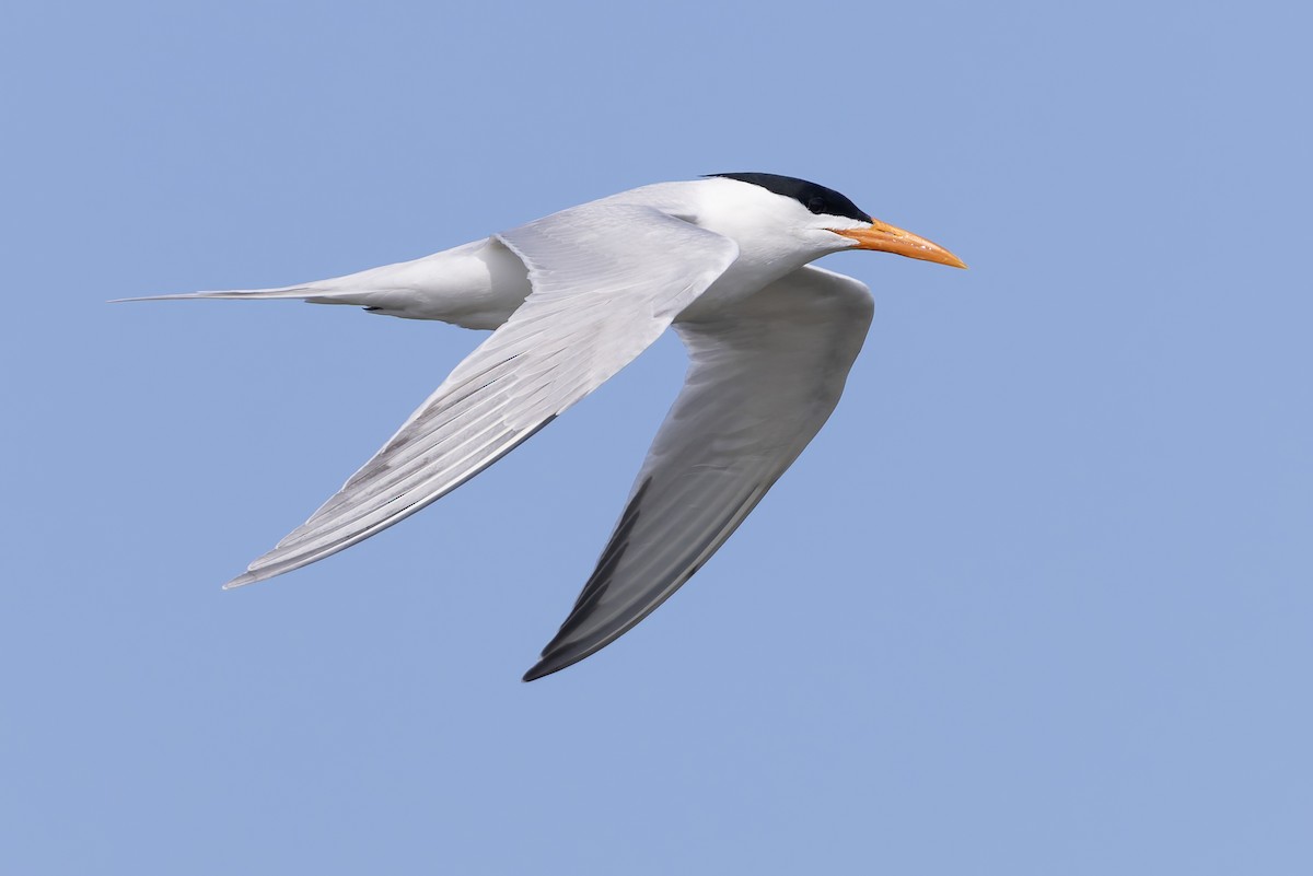 Royal Tern - ML657275333