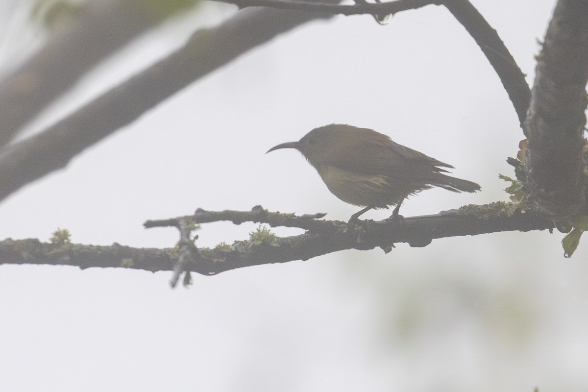 strdimil rudohřbetý - ML657275350