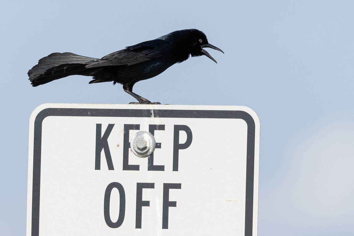 Boat-tailed Grackle - ML657275353