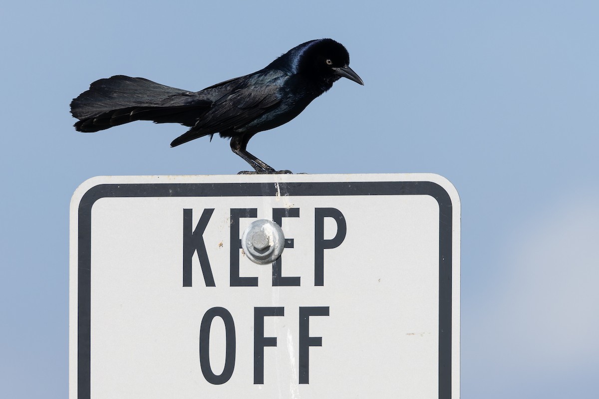Boat-tailed Grackle - ML657275354