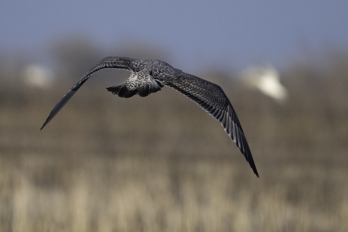 racek americký - ML657275361