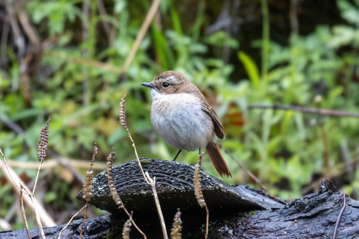 Gray Bushchat - ML657275383