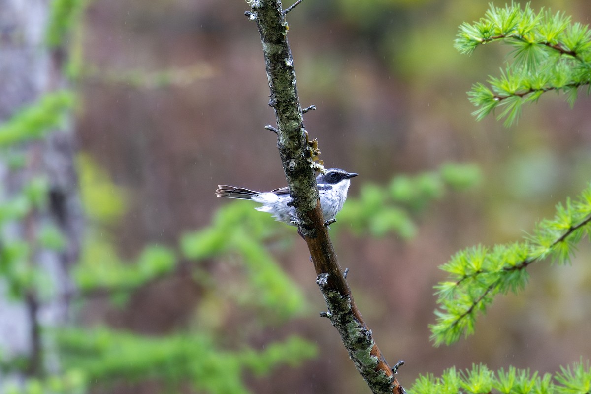 Gray Bushchat - ML657275384