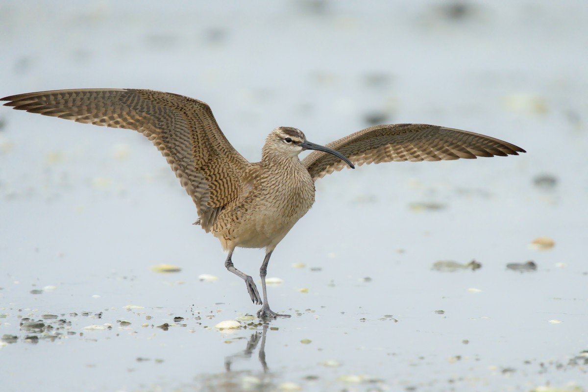 Hudsonian Whimbrel - ML657275419
