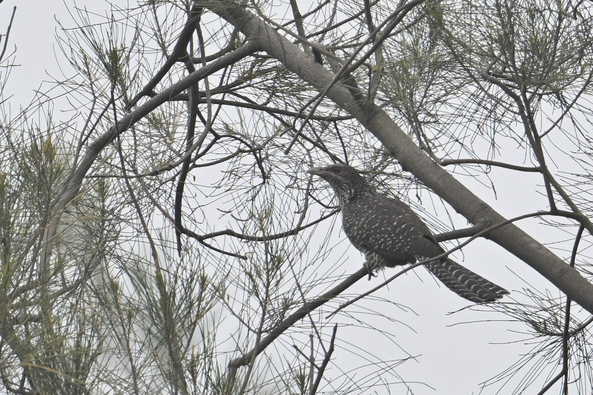 Koel - ML657275641