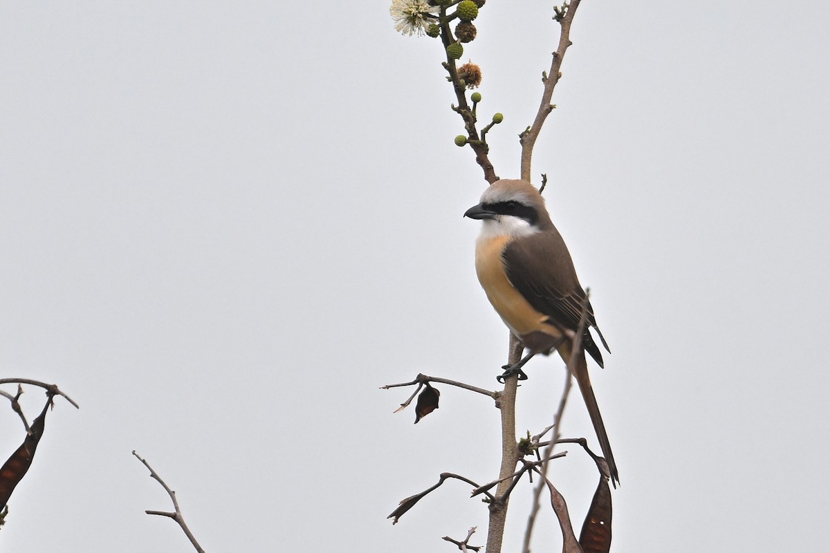Kahverengi Örümcekkuşu (lucionensis) - ML657275648