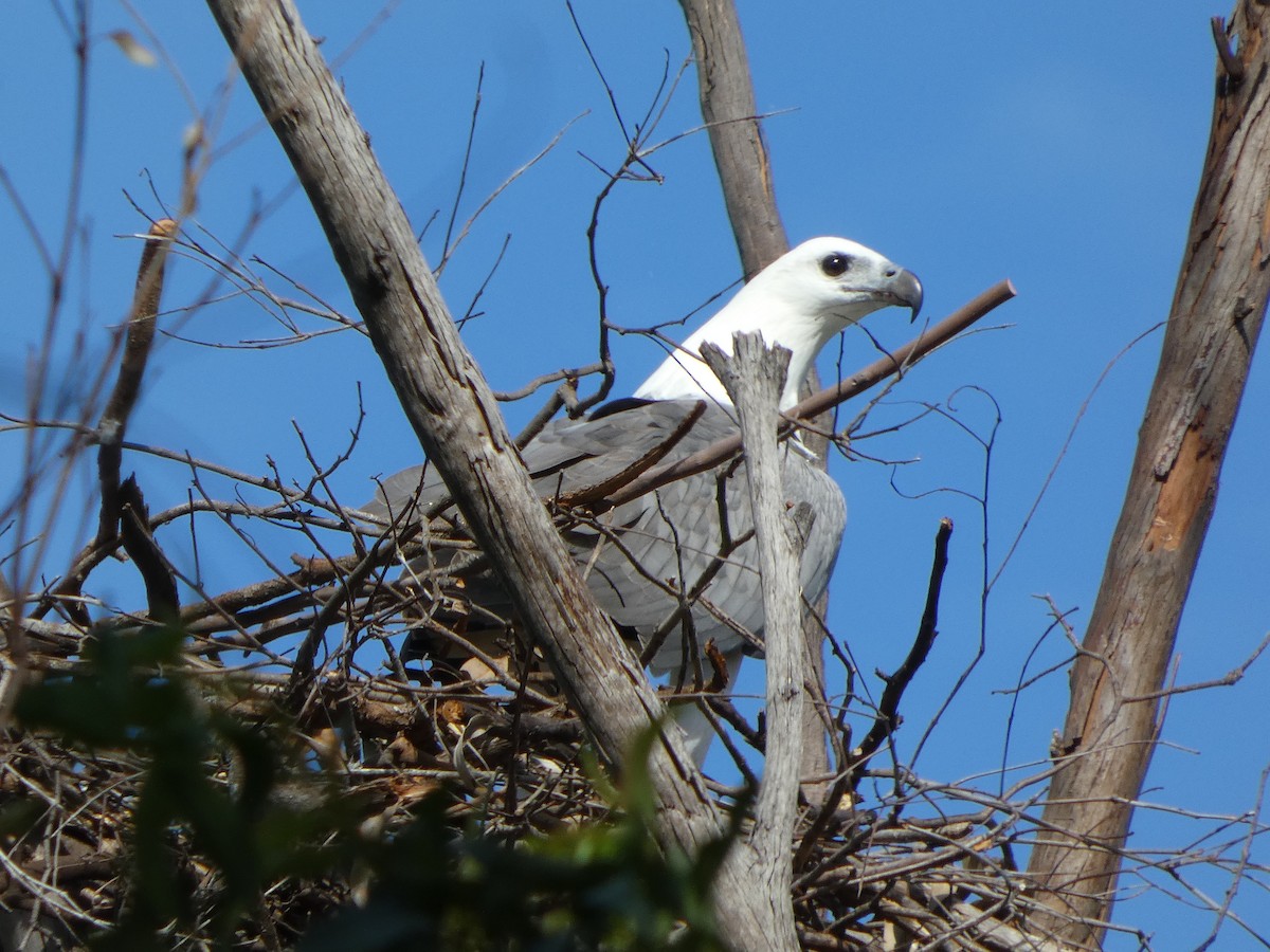 White-bellied Sea-Eagle - ML657275962