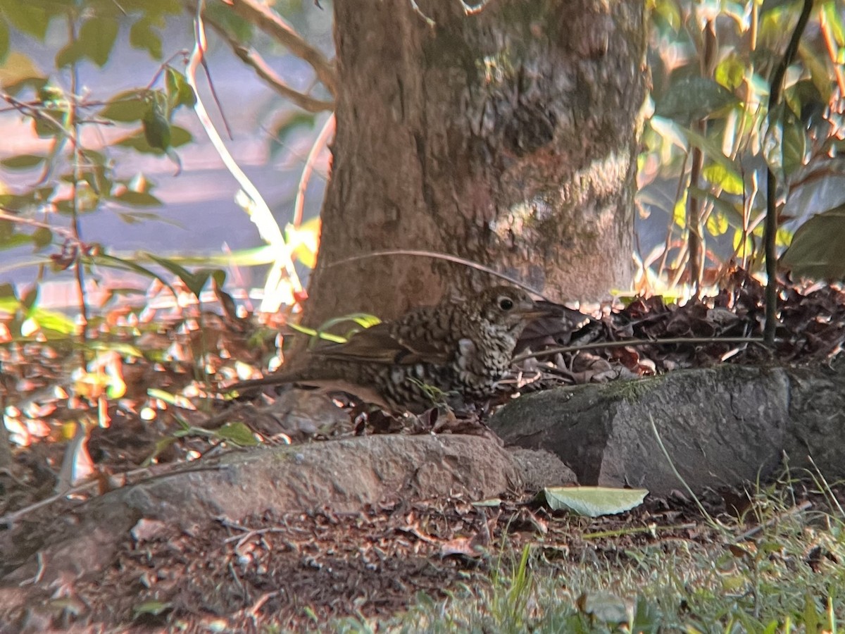 Bassian Thrush - ML657276080