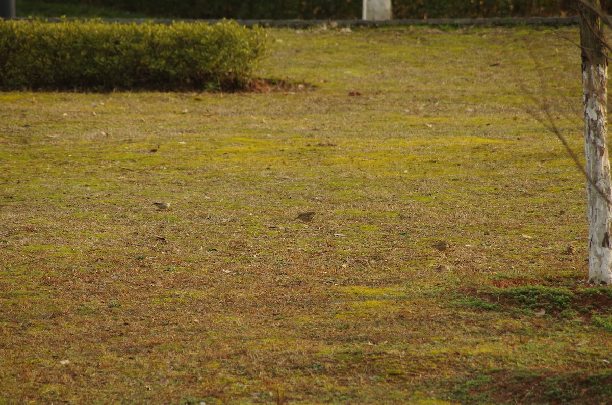 פפיון זיתי - ML657276156