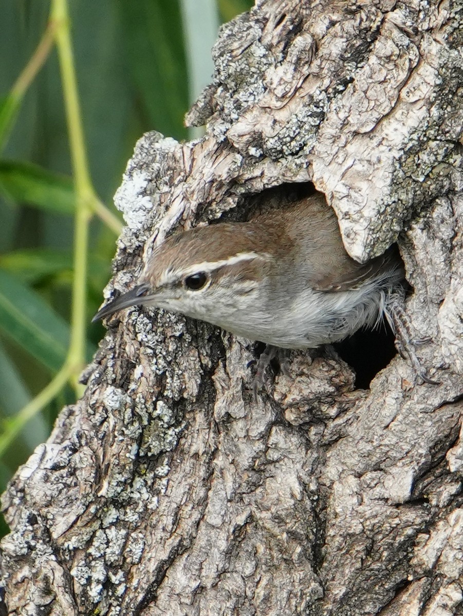Bewick's Wren - ML657276160