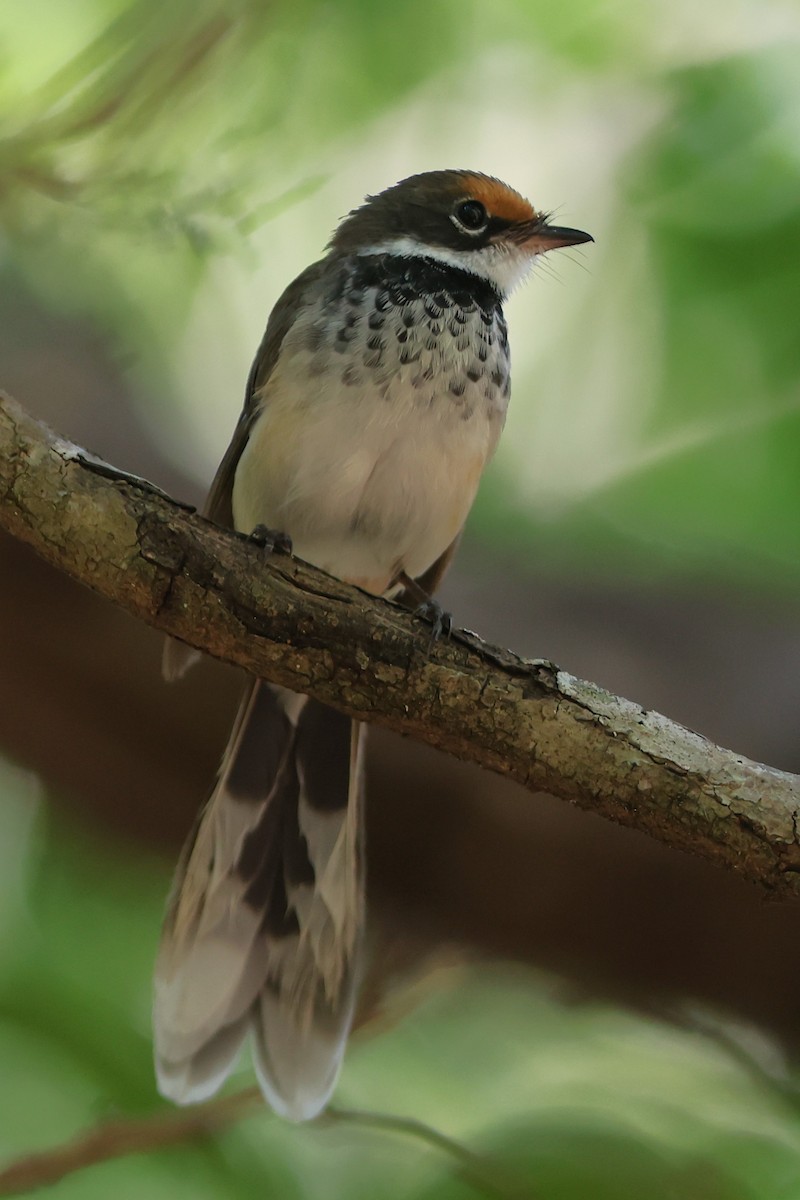 Arafura Fantail - ML657276163