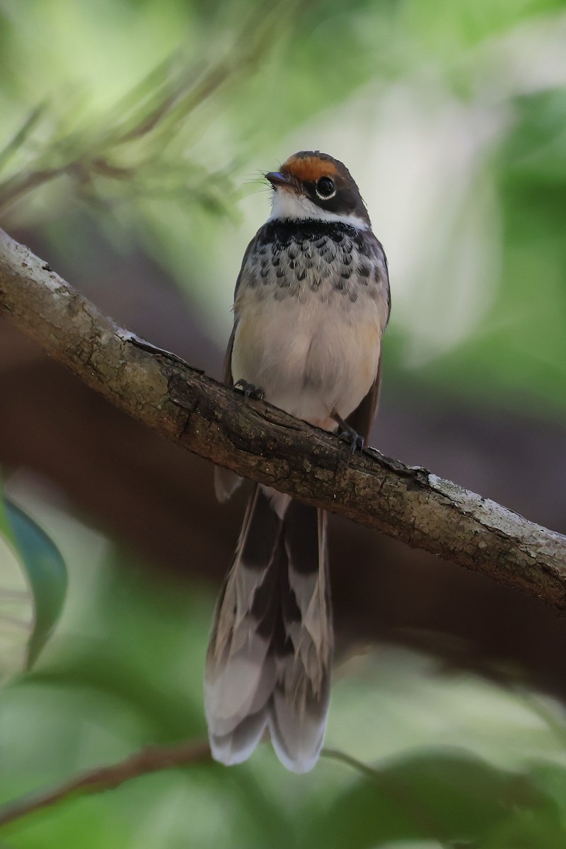 Arafura Fantail - ML657276164