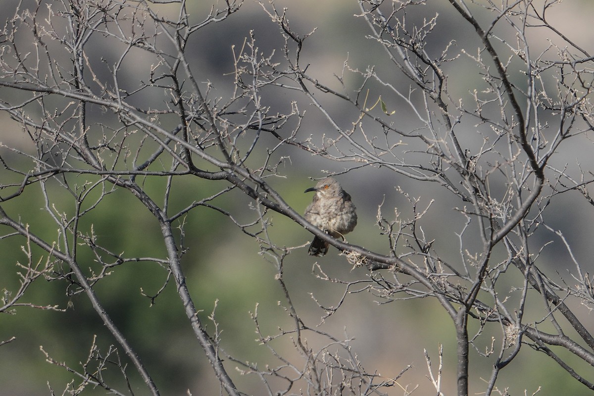 Curve-billed Thrasher - ML657276165