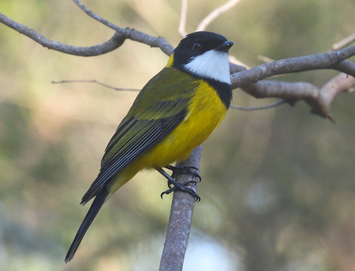 Golden Whistler - ML657276167