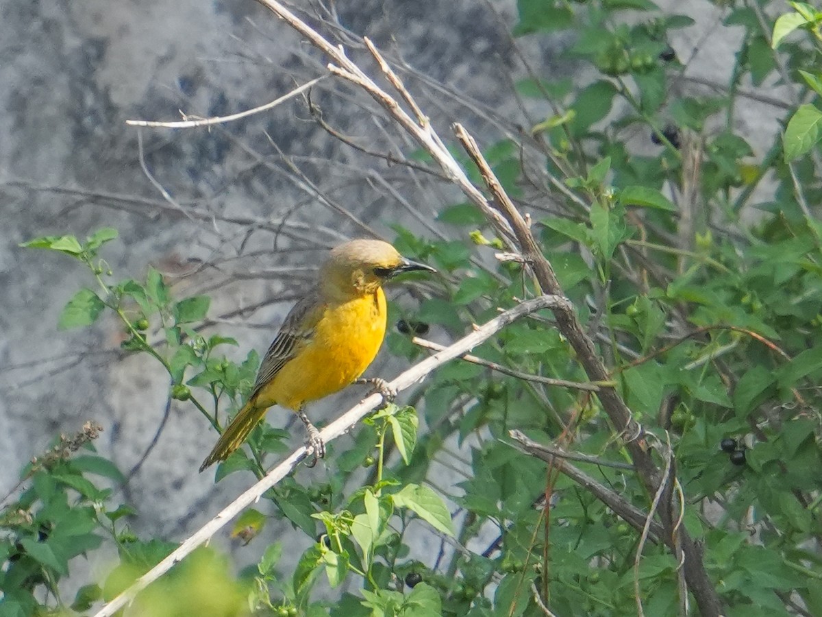 Black-vented Oriole - ML657276168