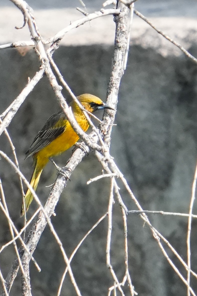 Black-vented Oriole - ML657276169