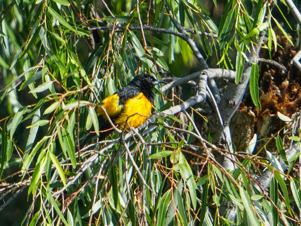 Black-vented Oriole - ML657276170