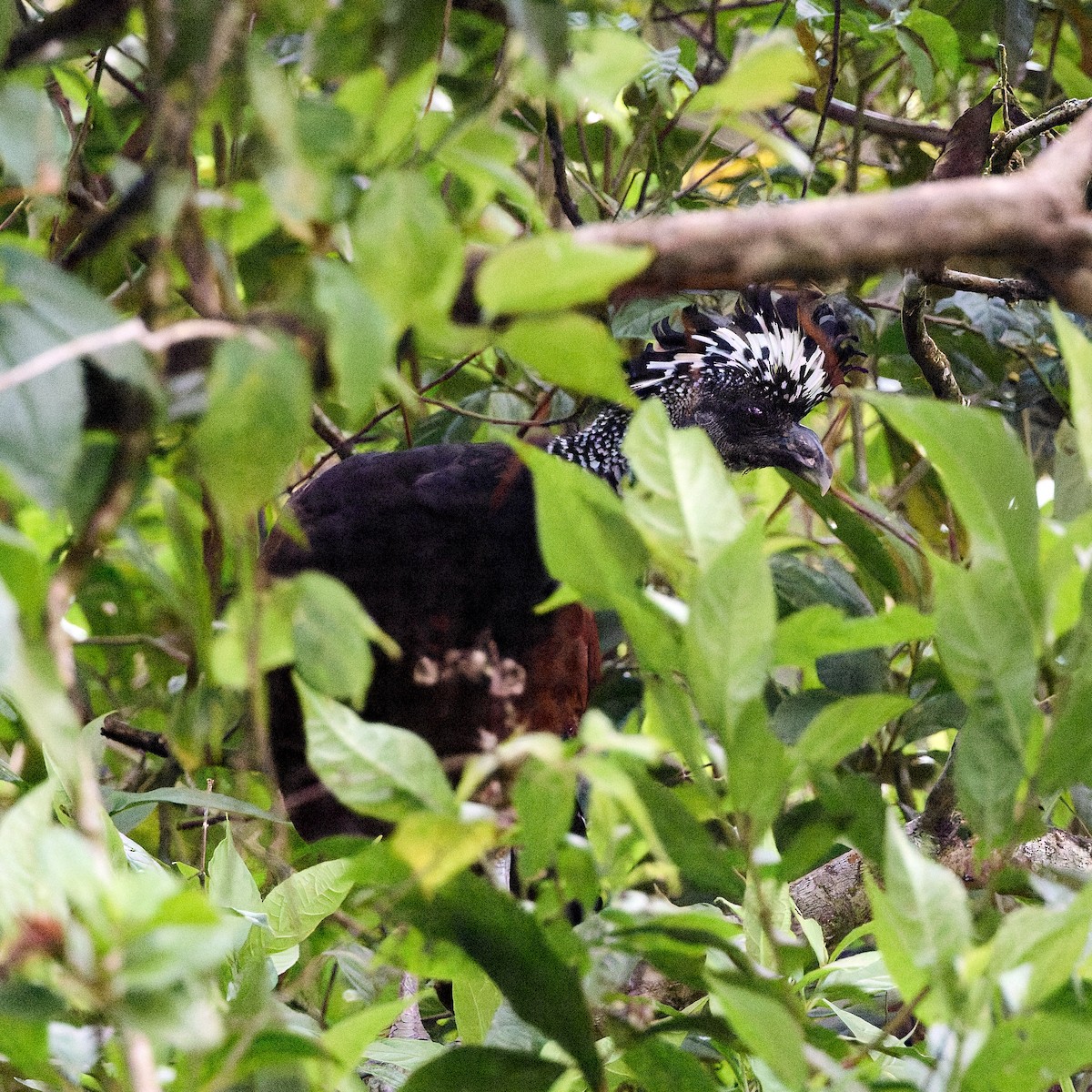 Great Curassow - ML657276175