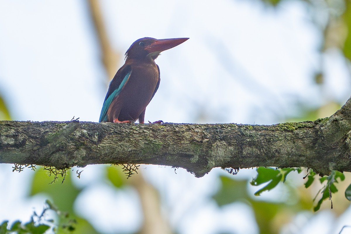 Brown-breasted Kingfisher - ML657276185