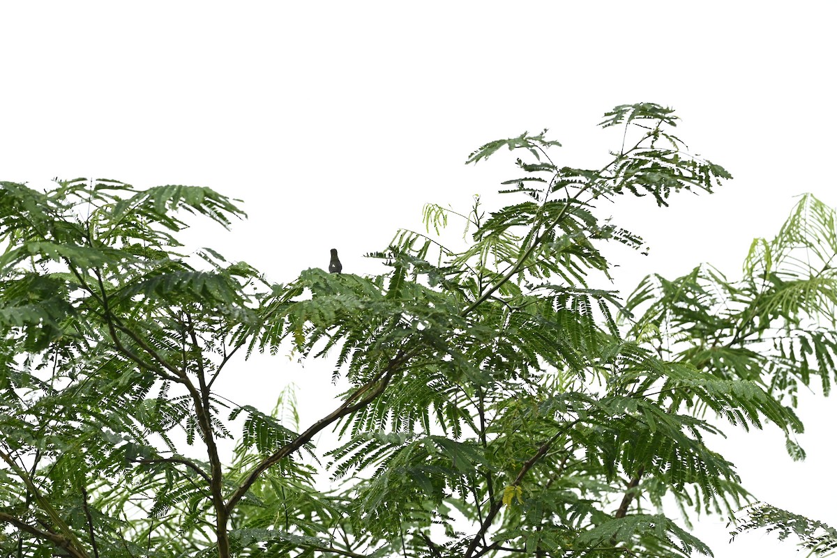 Long-billed Starthroat - ML657276186
