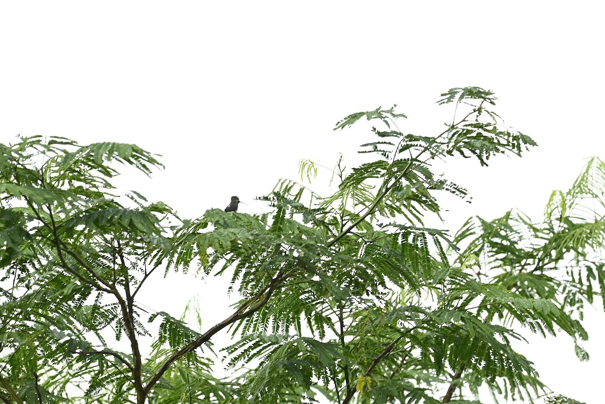 Long-billed Starthroat - ML657276187