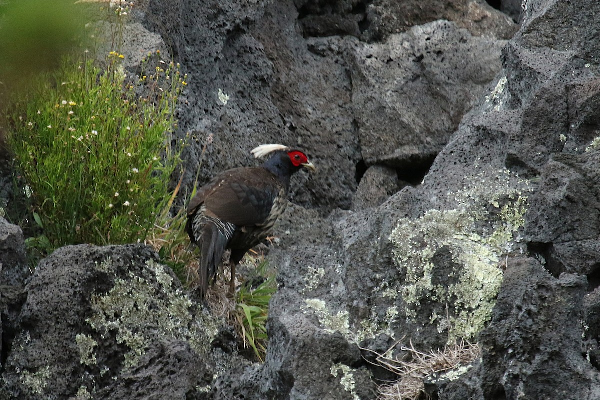 Kalij Pheasant - ML657276189