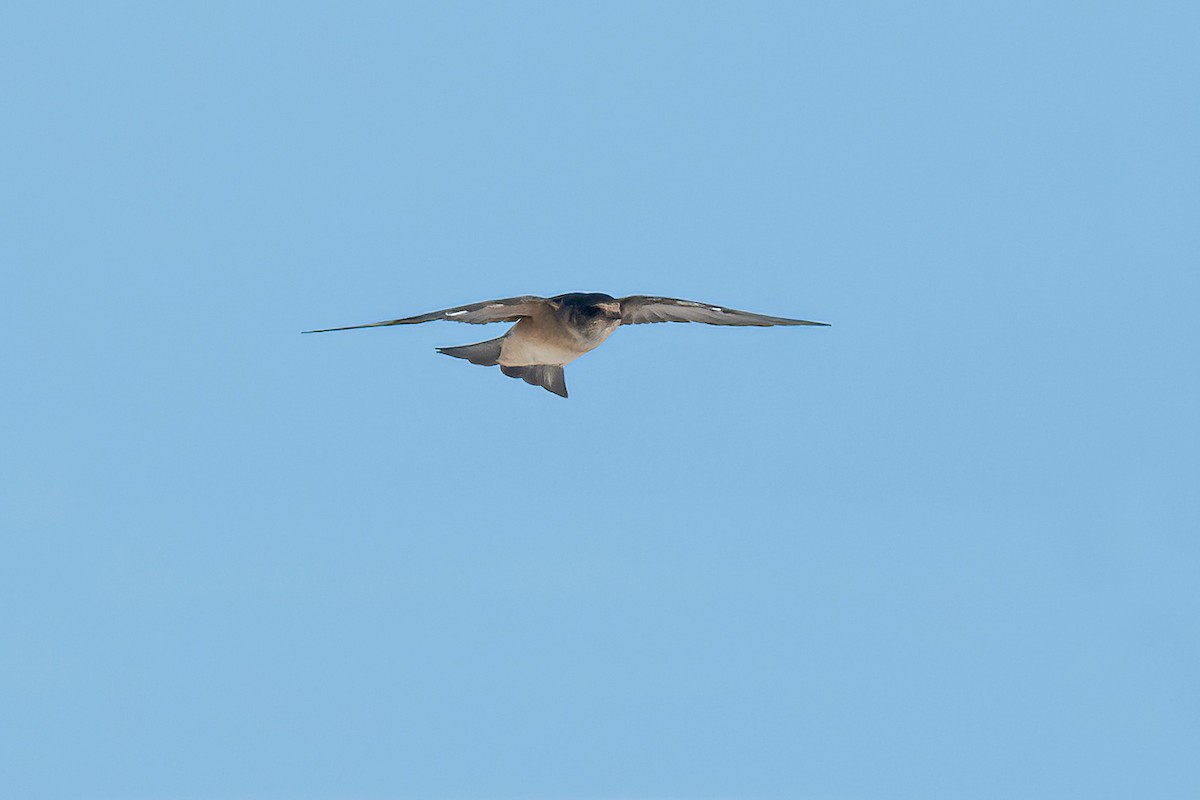 Tree Martin - ML657276190