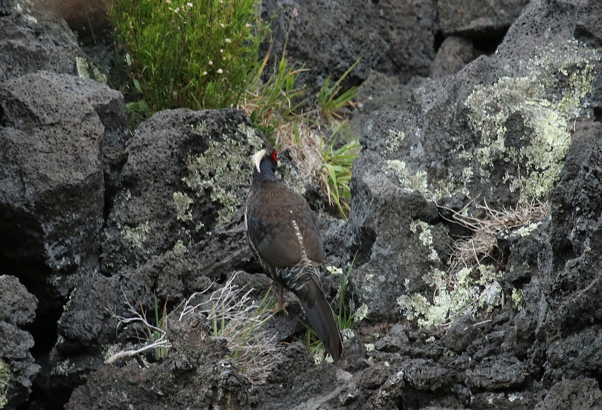 Kalij Pheasant - ML657276193