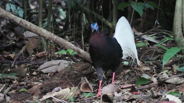 Bulwer's Pheasant - ML657276508
