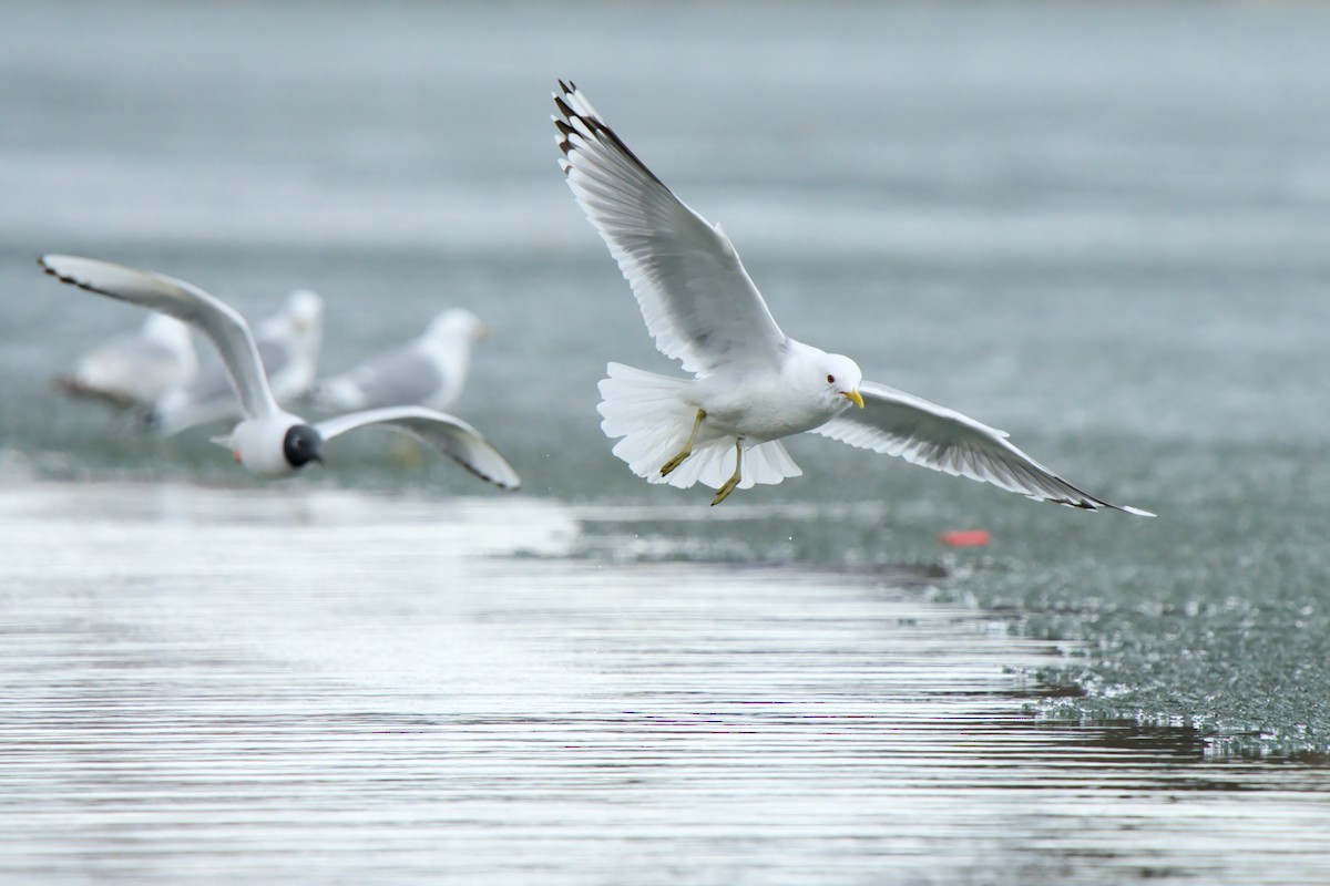 Short-billed Gull - ML657276619