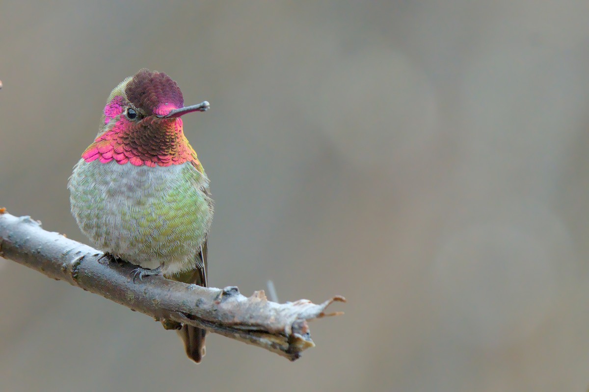 Anna's Hummingbird - ML657276634
