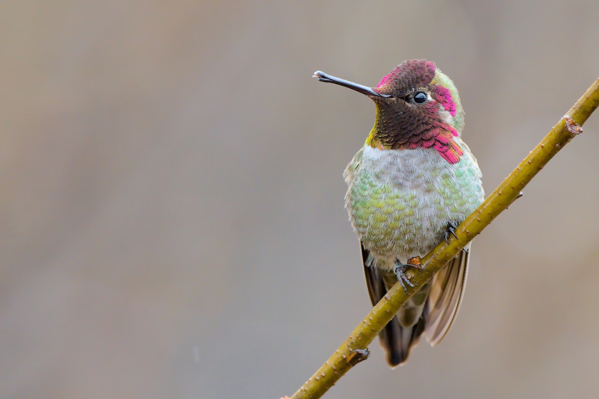 Anna's Hummingbird - ML657276635