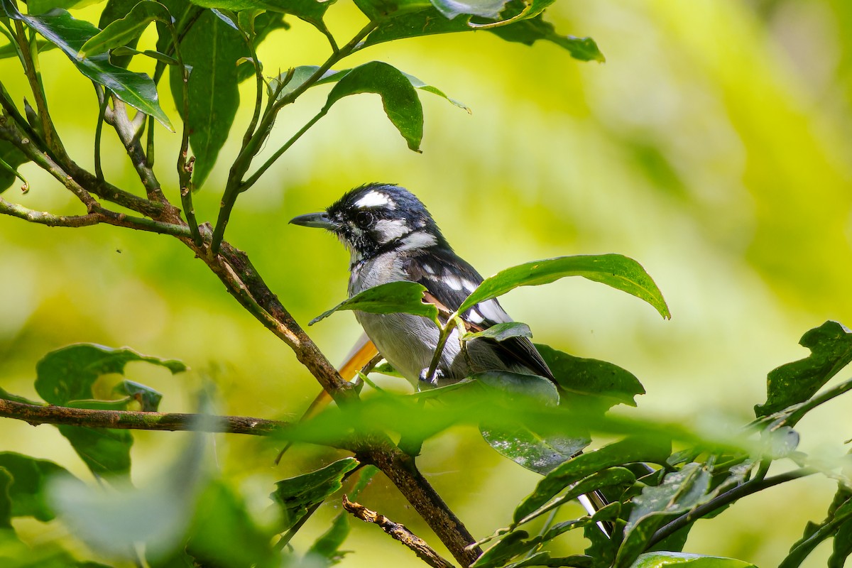 White-eared Monarch - ML657277716