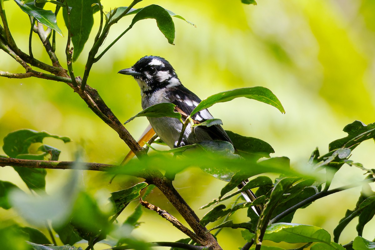 White-eared Monarch - ML657277717