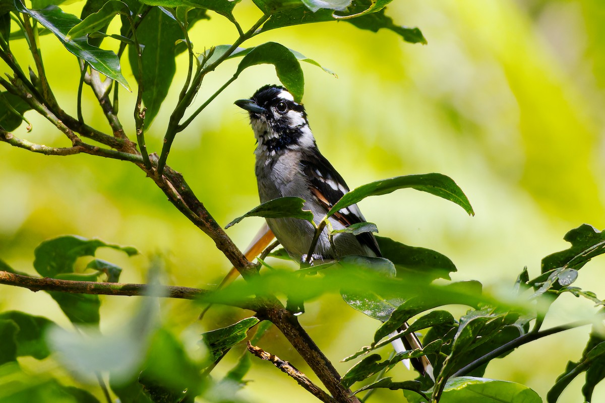 White-eared Monarch - ML657277720