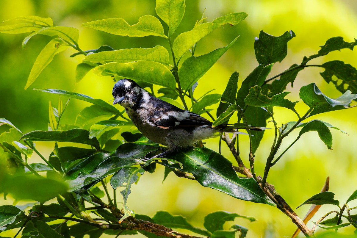 White-eared Monarch - ML657277722