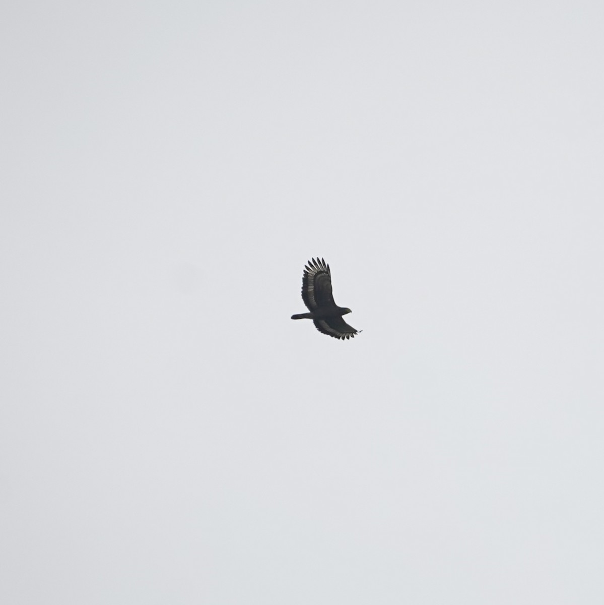 Crested Serpent-Eagle - ML657278739
