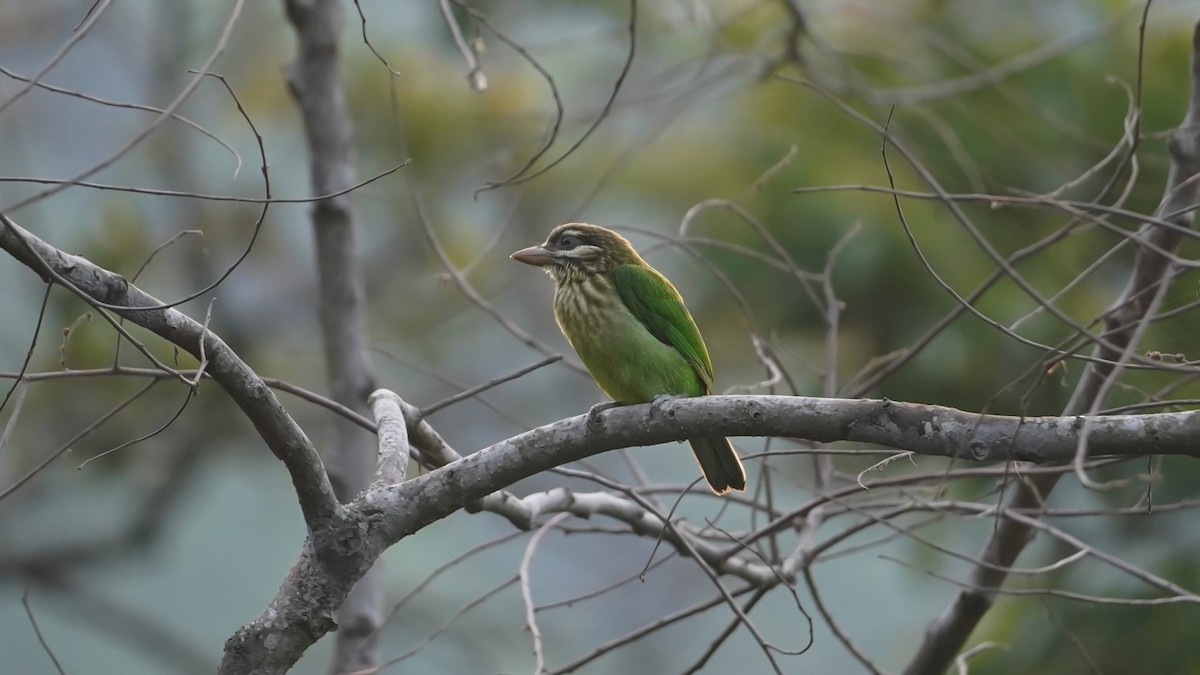 White-cheeked Barbet - ML657278751