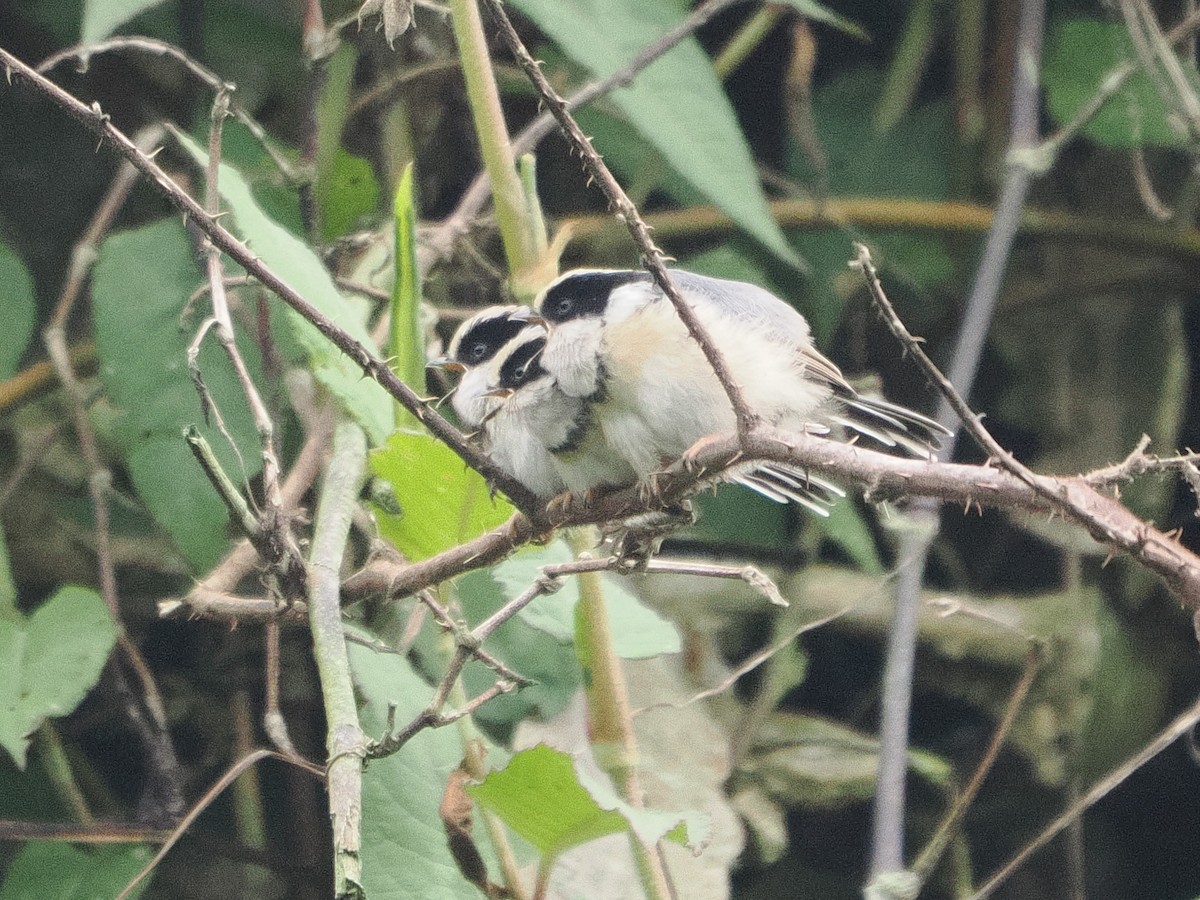 ズアカエナガ - ML657279154
