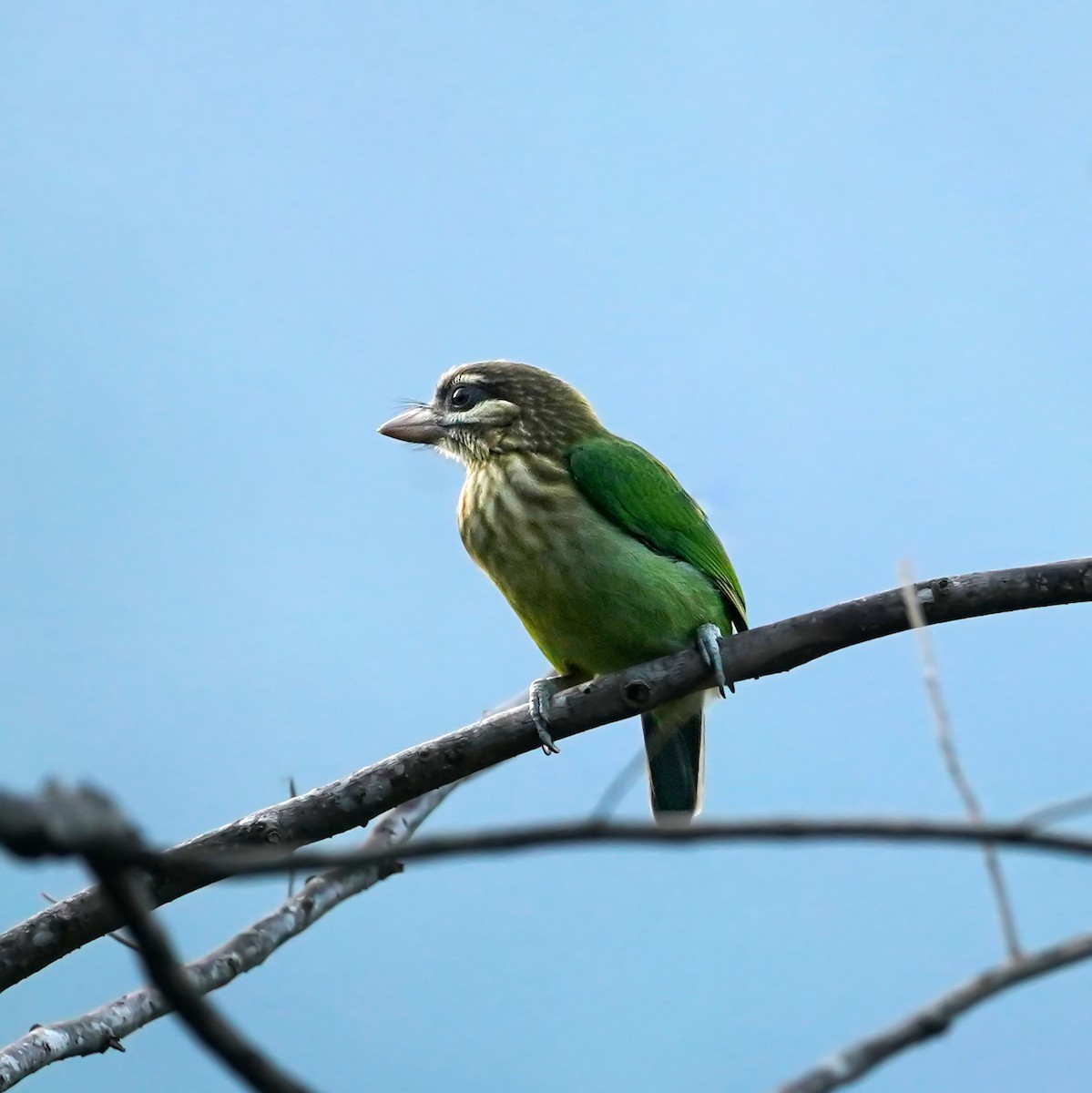 White-cheeked Barbet - ML657279238