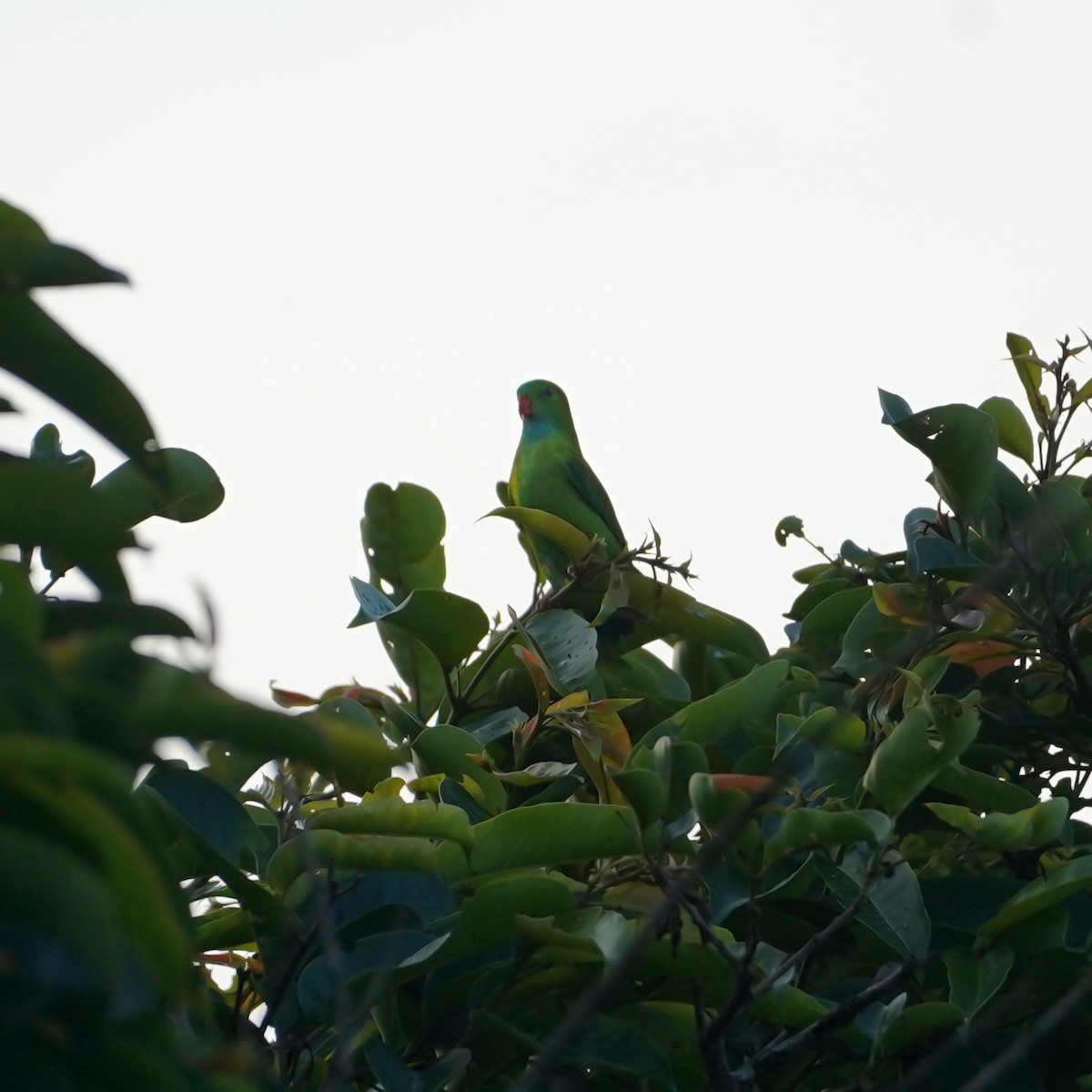 Vernal Hanging-Parrot - ML657279255